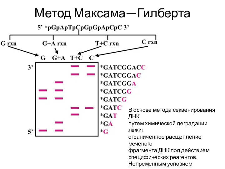 Метод Максама—Гилберта В основе метода секвенирования ДНК путем химической деградации лежит ограниченное расщепление