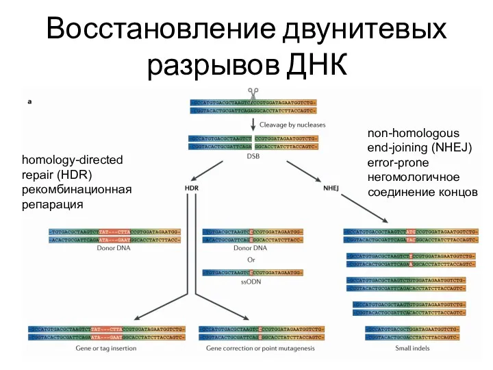 Восстановление двунитевых разрывов ДНК homology-directed repair (HDR) рекомбинационная репарация non-homologous end-joining (NHEJ) error-prone негомологичное соединение концов