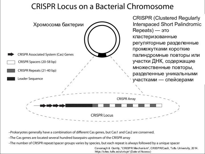 CRISPR (Clustered Regularly Interspaced Short Palindromic Repeats) — это кластеризованные регуляторные разделенные промежутками