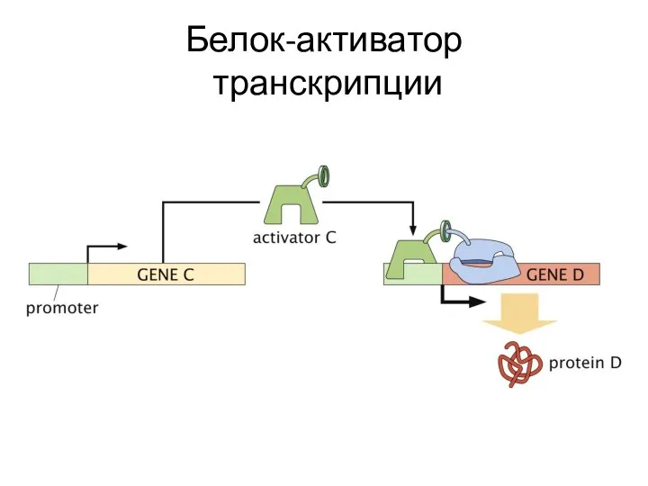 Белок-активатор транскрипции