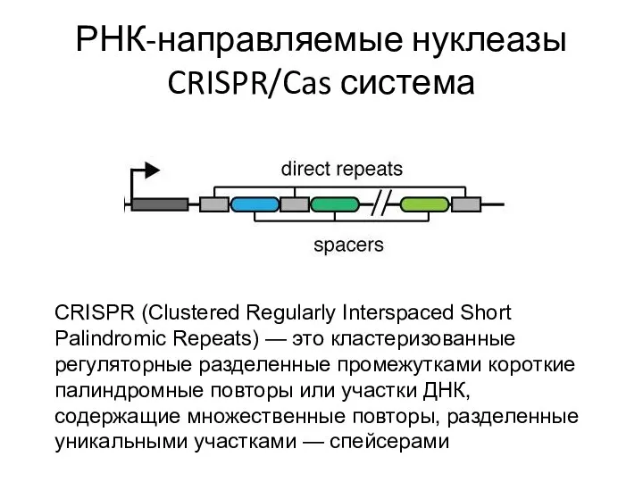 РНК-направляемые нуклеазы CRISPR/Cas система CRISPR (Clustered Regularly Interspaced Short Palindromic Repeats) — это