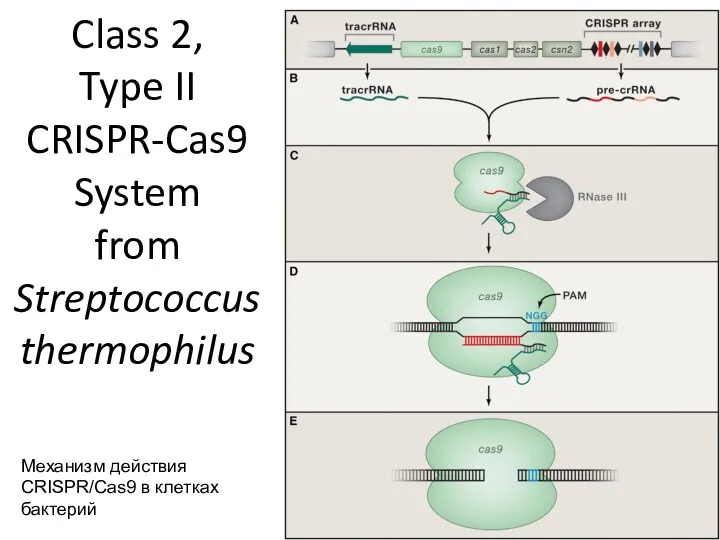 Class 2, Type II CRISPR-Cas9 System from Streptococcus thermophilus Механизм действия CRISPR/Cas9 в клетках бактерий
