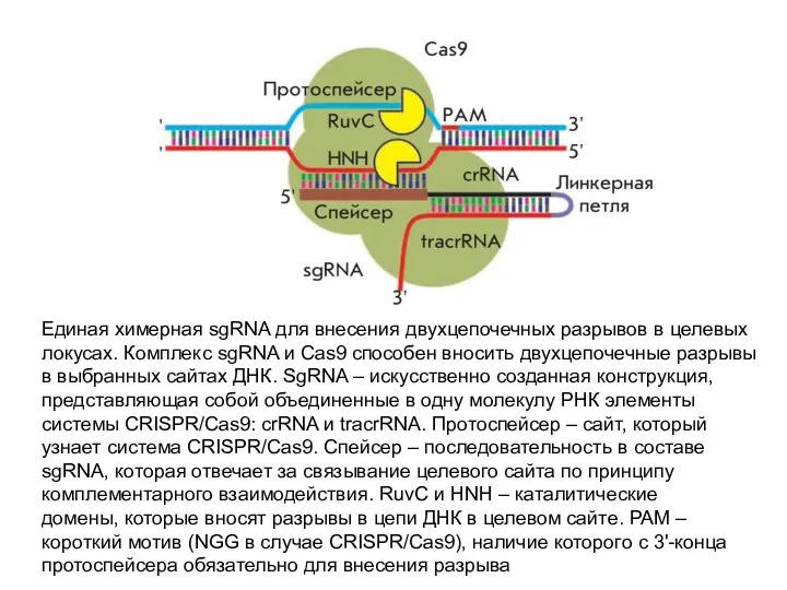 Единая химерная sgRNA для внесения двухцепочечных разрывов в целевых локусах. Комплекс sgRNA и