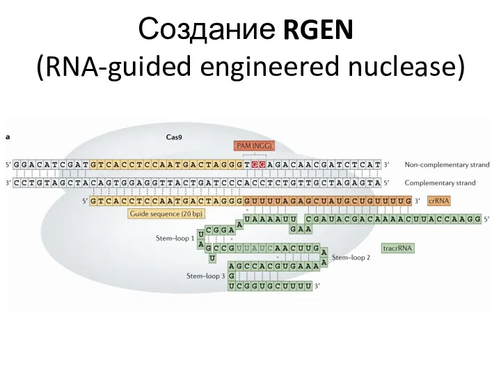 Создание RGEN (RNA-guided engineered nuclease)