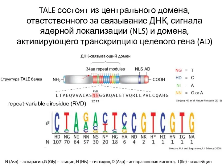 TALE состоят из центрального домена, ответственного за связывание ДНК, сигнала ядерной локализации (NLS)
