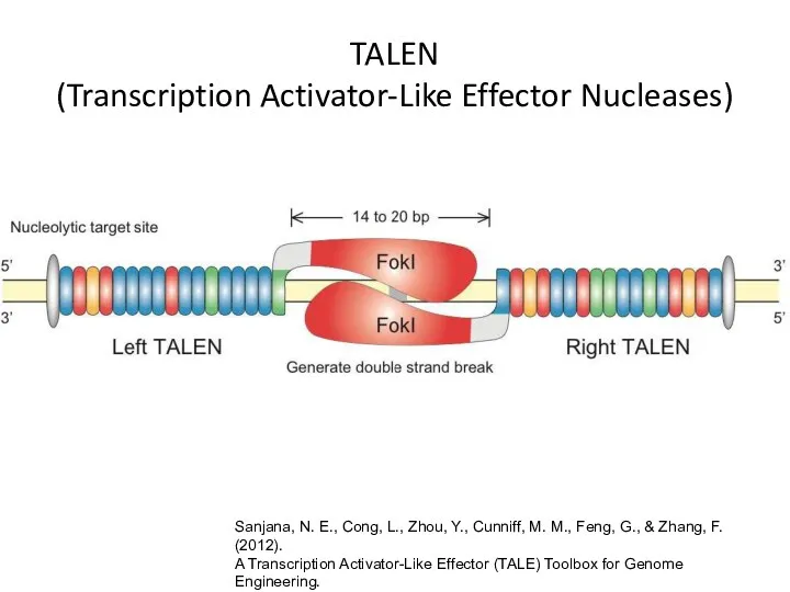 TALEN (Transcription Activator-Like Effector Nucleases) Sanjana, N. E., Cong, L., Zhou, Y., Cunniff,