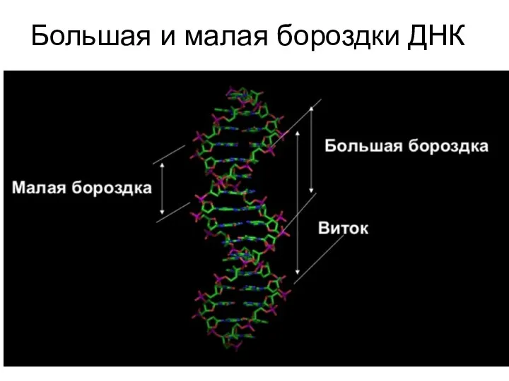 Большая и малая бороздки ДНК