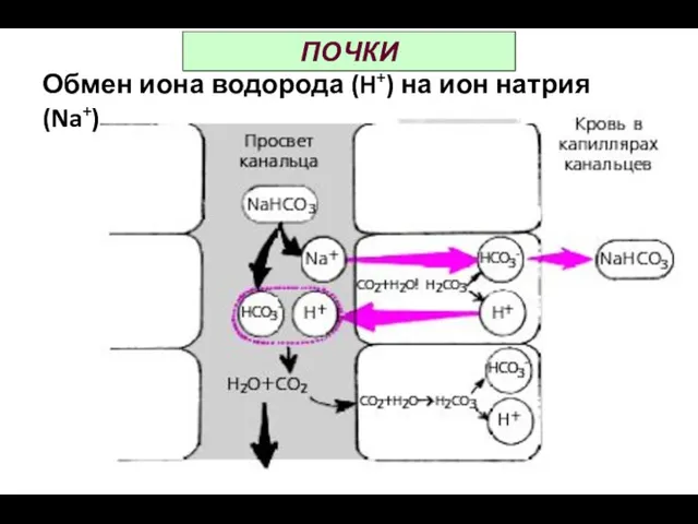 ПОЧКИ Обмен иона водорода (H+) на ион натрия (Na+)