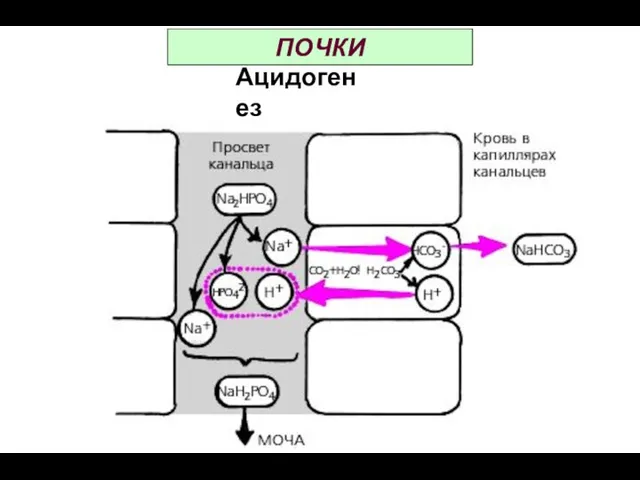 ПОЧКИ Ацидогенез