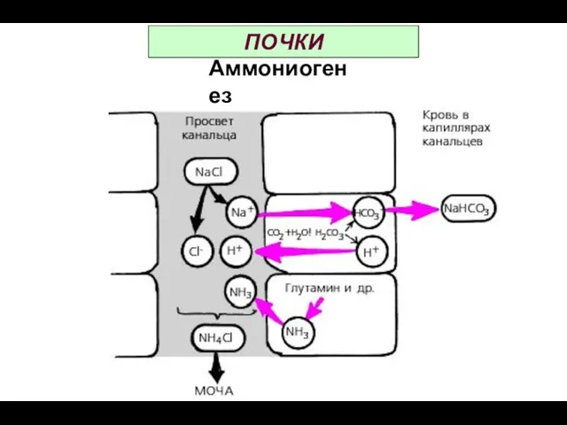 ПОЧКИ Аммониогенез