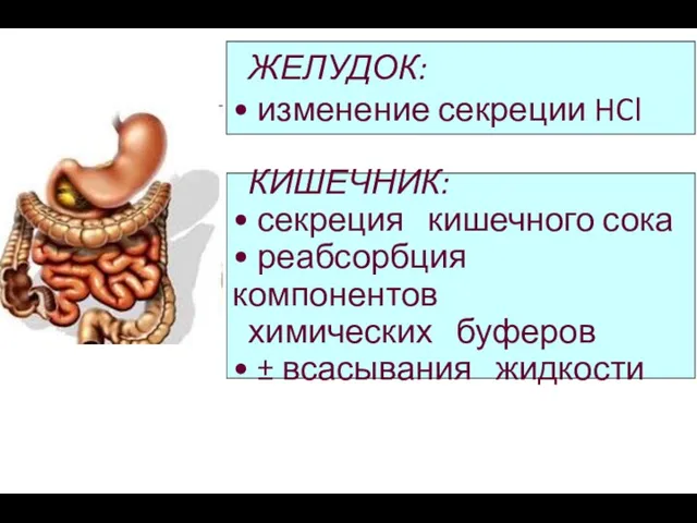 КИШЕЧНИК: • секреция кишечного сока • реабсорбция компонентов химических буферов