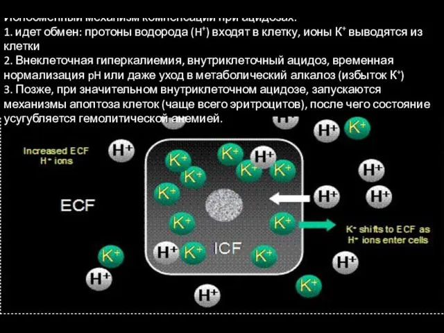 Ионобменный механизм компенсации при ацидозах: 1. идет обмен: протоны водорода