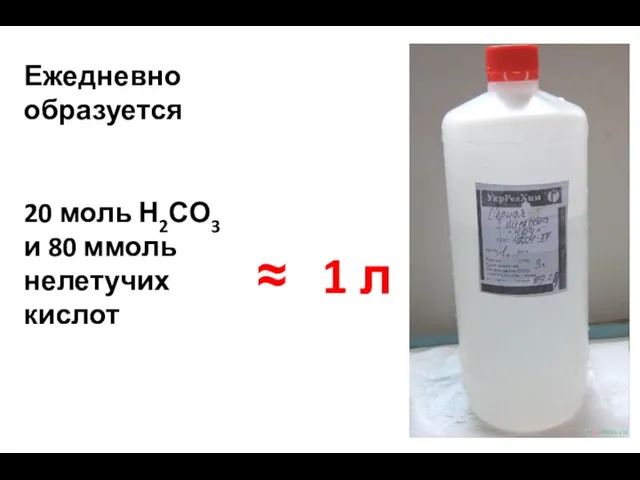 Ежедневно образуется 20 моль Н2СО3 и 80 ммоль нелетучих кислот ≈ 1 л