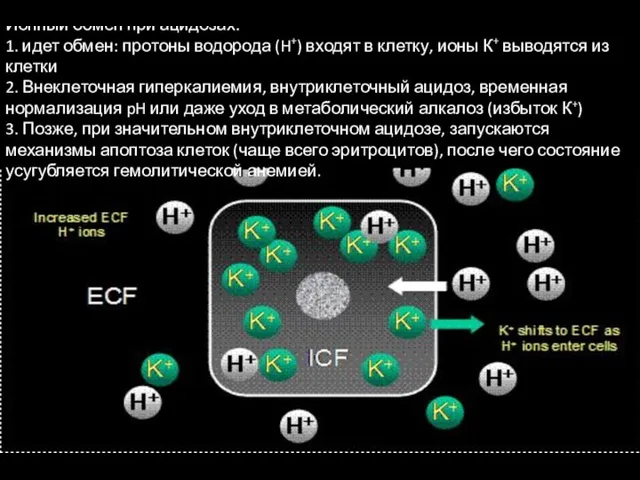 Ионный обмен при ацидозах: 1. идет обмен: протоны водорода (H+)