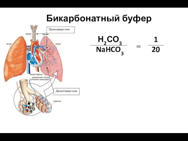 Бикарбонатный буфер Н2СО3 NaHCO3 1 20 ═