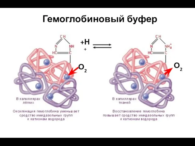 Гемоглобиновый буфер О2 О2 +Н+