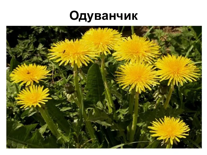 Одуванчик