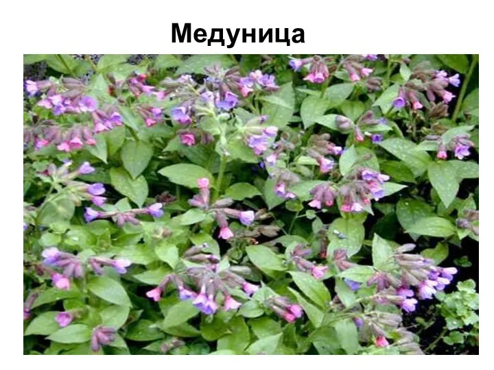 Медуница