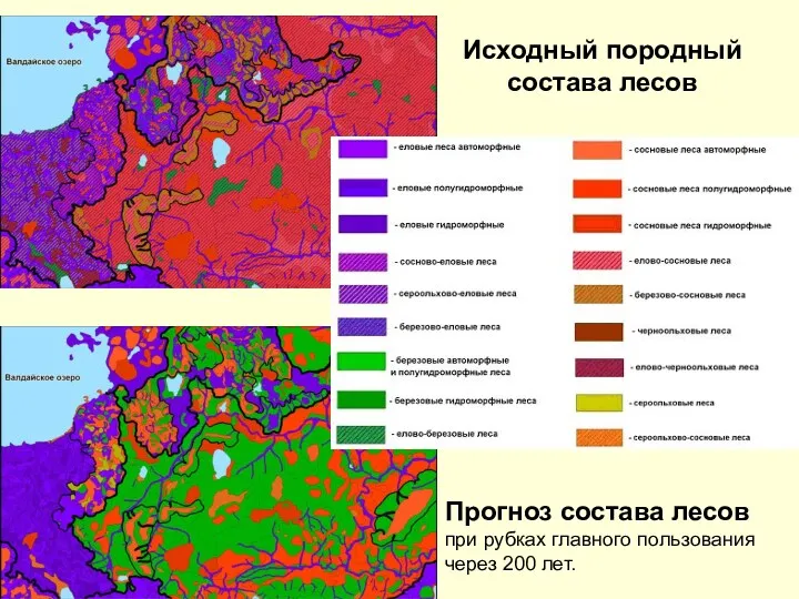 Прогноз состава лесов при рубках главного пользования через 200 лет. Исходный породный состава лесов