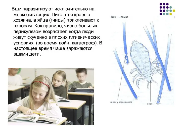 Вши паразитируют исключительно на млекопитающих. Питаются кровью хозяина, а яйца (гниды) приклеивают к