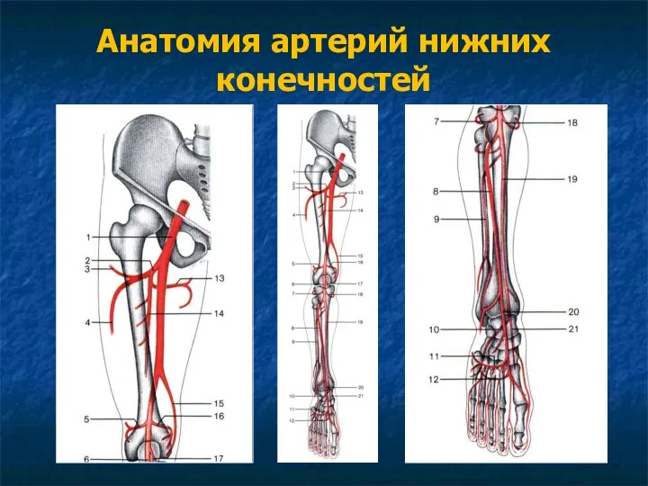 Анатомия артерий нижних конечностей