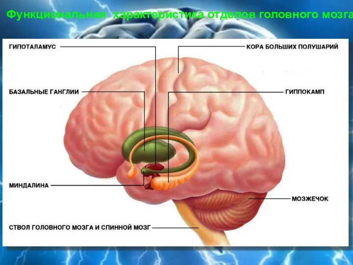 Функциональная характеристика отделов головного мозга