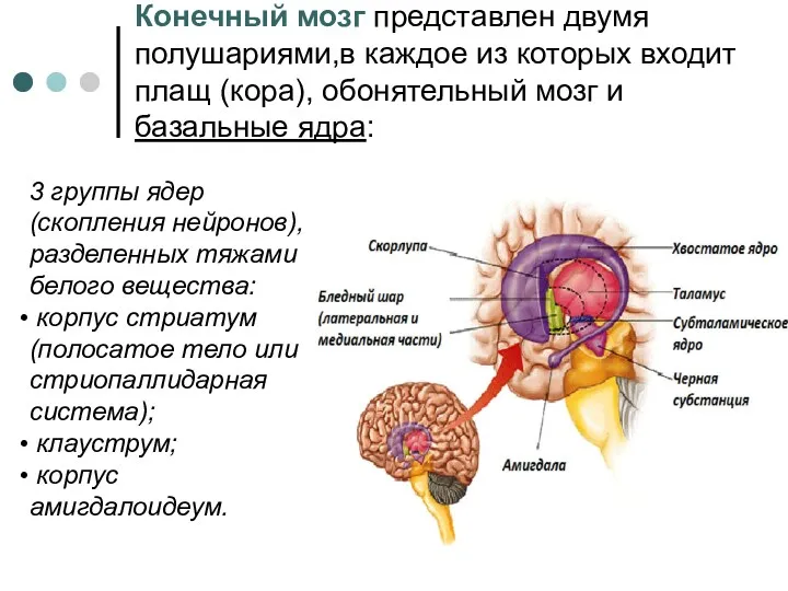 Конечный мозг представлен двумя полушариями,в каждое из которых входит плащ
