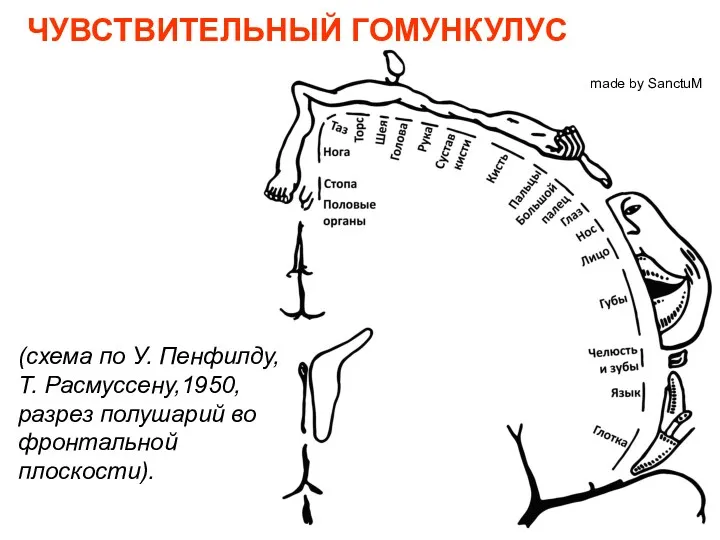 made by SanctuM ЧУВСТВИТЕЛЬНЫЙ ГОМУНКУЛУС (схема по У. Пенфилду, Т. Расмуссену,1950, разрез полушарий во фронтальной плоскости).