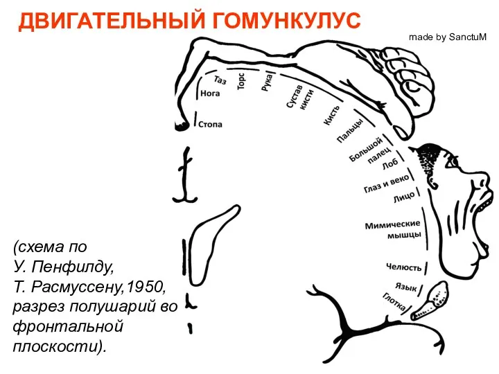 made by SanctuM ДВИГАТЕЛЬНЫЙ ГОМУНКУЛУС (схема по У. Пенфилду, Т. Расмуссену,1950, разрез полушарий во фронтальной плоскости).