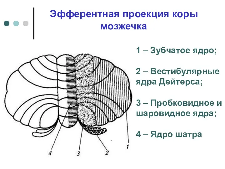 Эфферентная проекция коры мозжечка 1 – Зубчатое ядро; 2 –