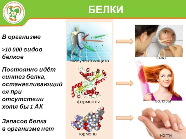 БЕЛКИ иммунная защита ферменты гормоны кожа волосы ногти В организме