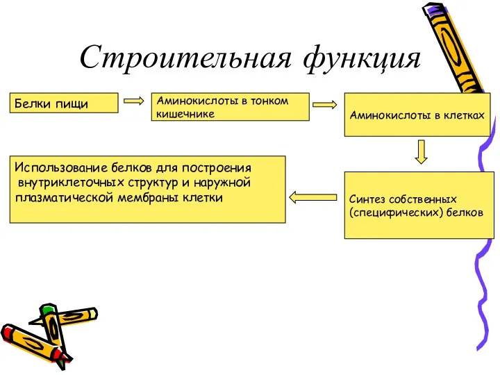 Строительная функция Белки пищи Аминокислоты в тонком кишечнике Аминокислоты в