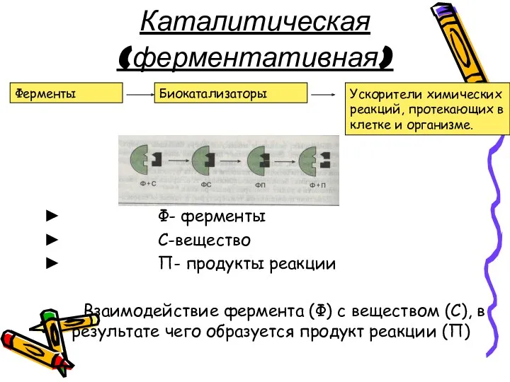 Каталитическая (ферментативная) Ф- ферменты С-вещество П- продукты реакции Взаимодействие фермента