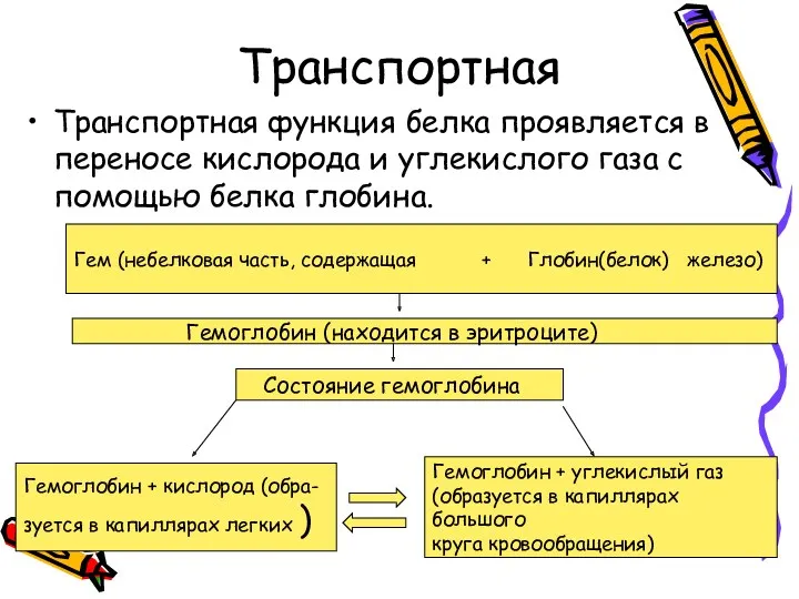 Транспортная Транспортная функция белка проявляется в переносe кислорода и углекислого