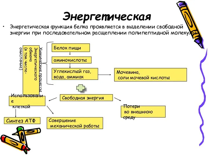 Энергетическая Энергетическая функция белка проявляется в выделении свободной энергии при