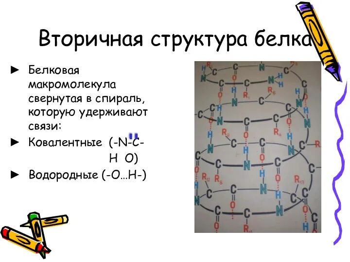 Вторичная структура белка Белковая макромолекула свернутая в спираль, которую удерживают