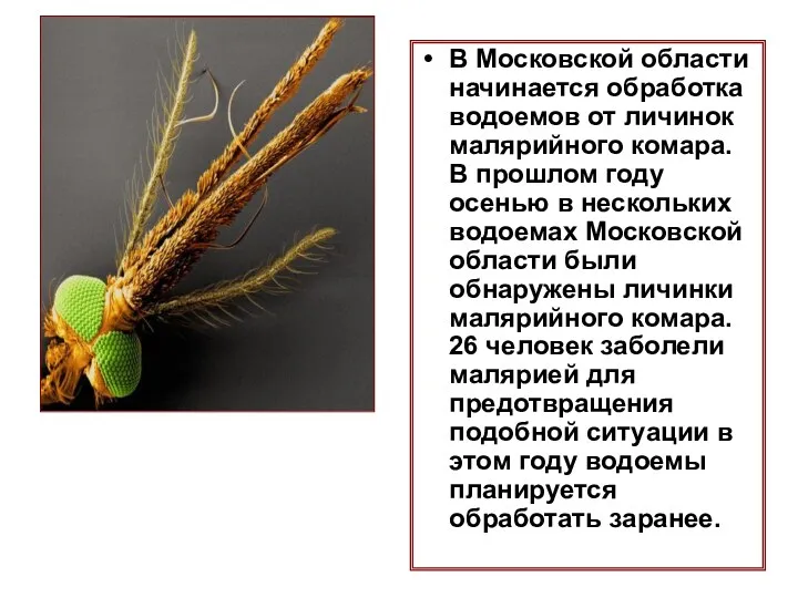 В Московской области начинается обработка водоемов от личинок малярийного комара.