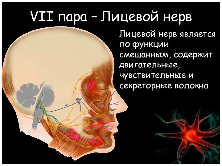 VII пара – Лицевой нерв Лицевой нерв является по функции смешанным, содержит двигательные,