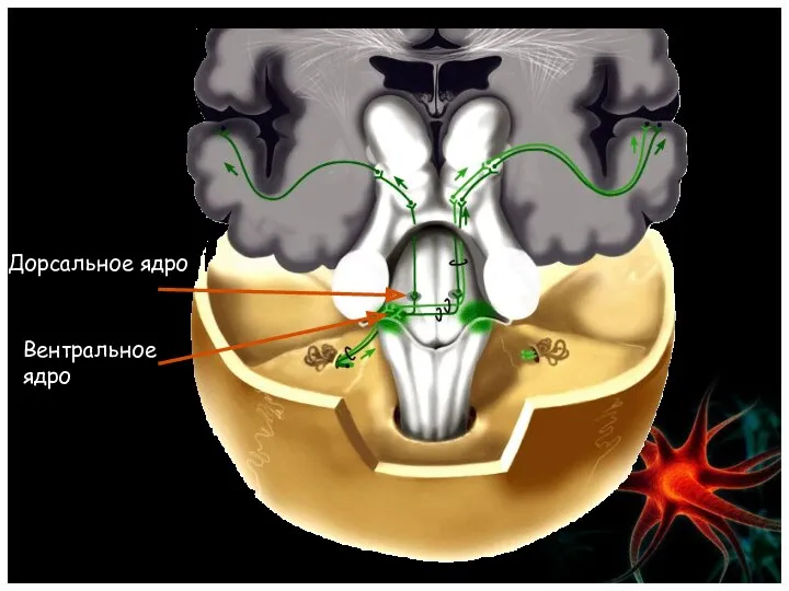 Дорсальное ядро Вентральное ядро