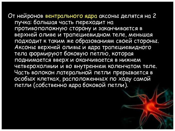 От нейронов вентрального ядра аксоны делятся на 2 пучка: большая часть переходит на