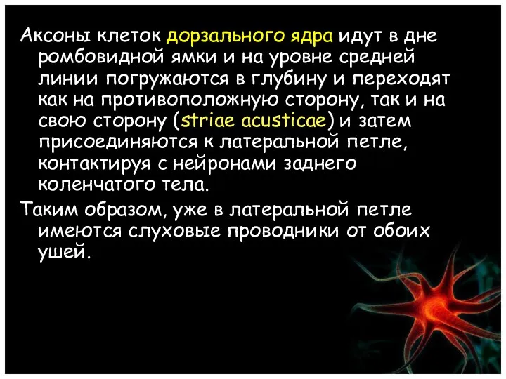 Аксоны клеток дорзального ядра идут в дне ромбовидной ямки и на уровне средней