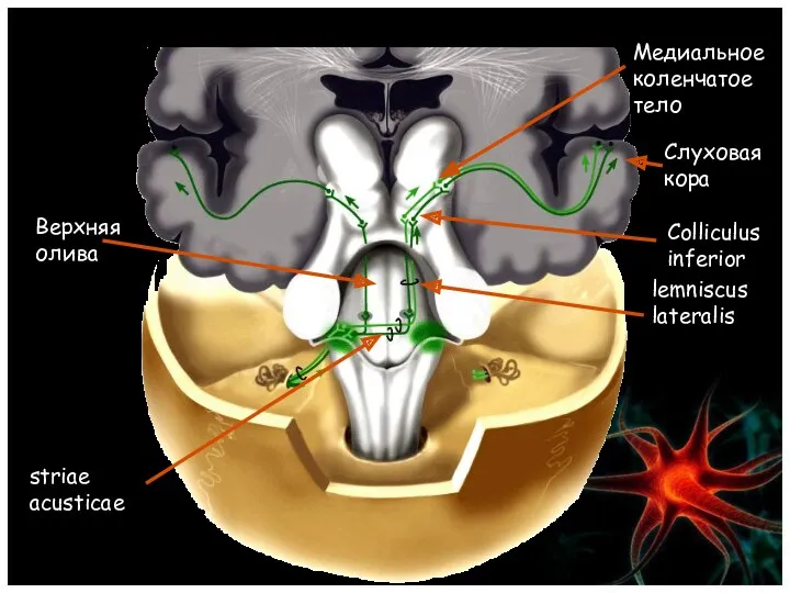striae acusticae lemniscus lateralis Верхняя олива Colliculus inferior Медиальное коленчатое тело Слуховая кора