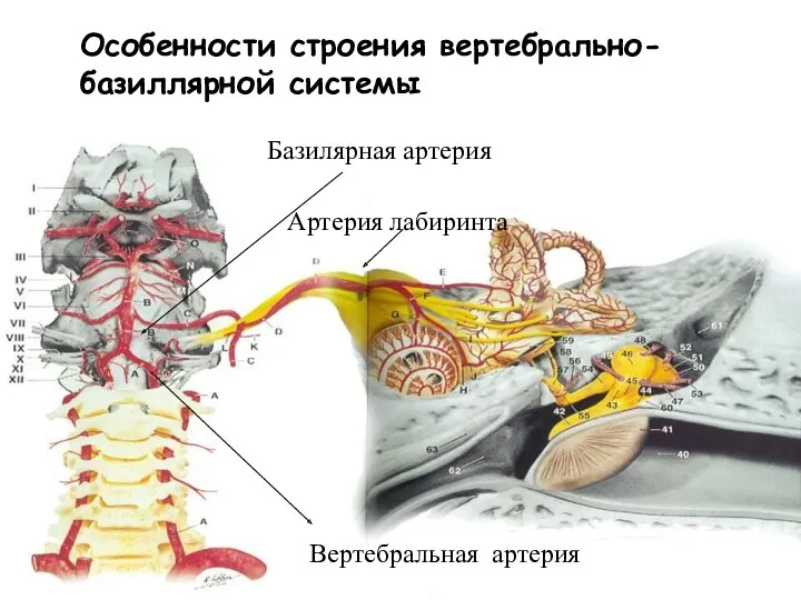 Особенности строения вертебрально-базиллярной системы