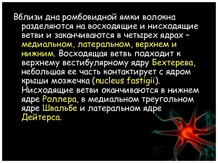 Вблизи дна ромбовидной ямки волокна разделяются на восходящие и нисходящие