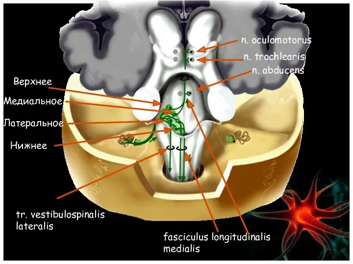 Верхнее Медиальное Латеральное Нижнее n. oculomotorus n. trochlearis n. abducens tr. vestibulospinalis lateralis fasciculus longitudinalis medialis