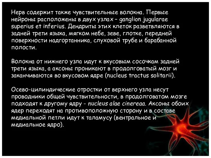 Нерв содержит также чувствительные волокна. Первые нейроны расположены в двух