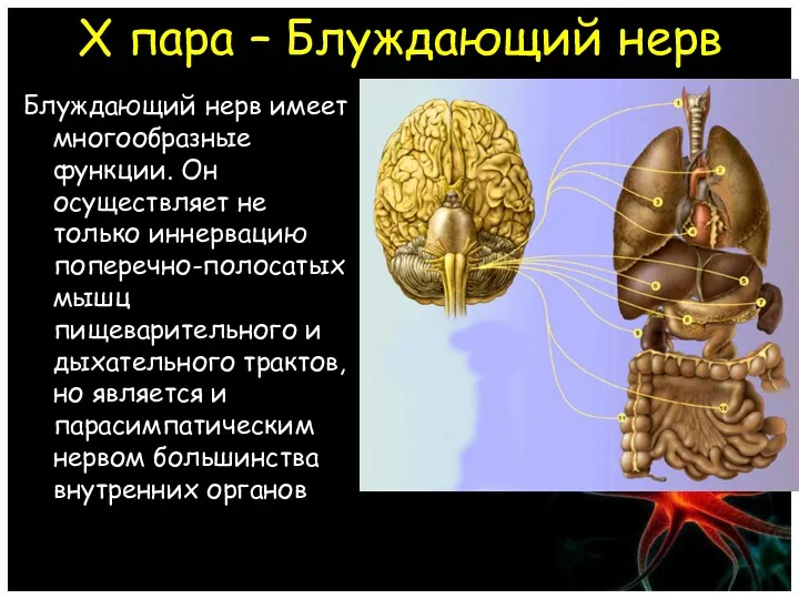 X пара – Блуждающий нерв Блуждающий нерв имеет многообразные функции.