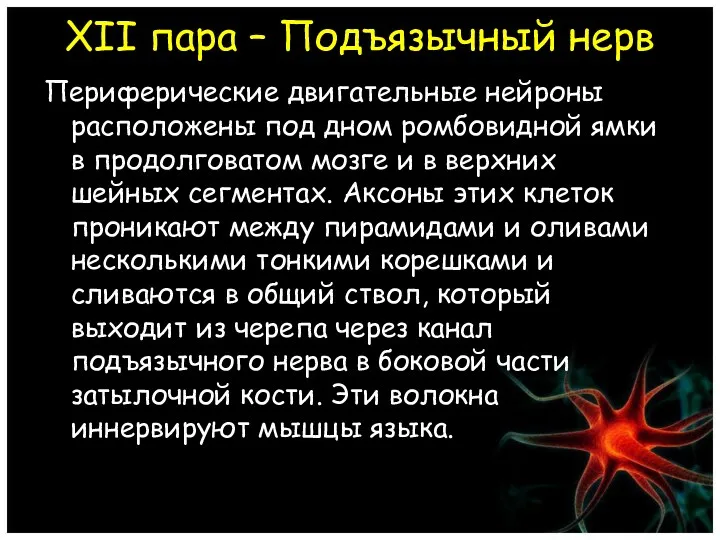 XII пара – Подъязычный нерв Периферические двигательные нейроны расположены под