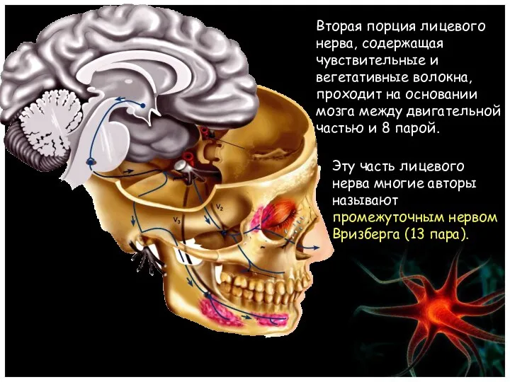 Эту часть лицевого нерва многие авторы называют промежуточным нервом Вризберга (13 пара). Вторая