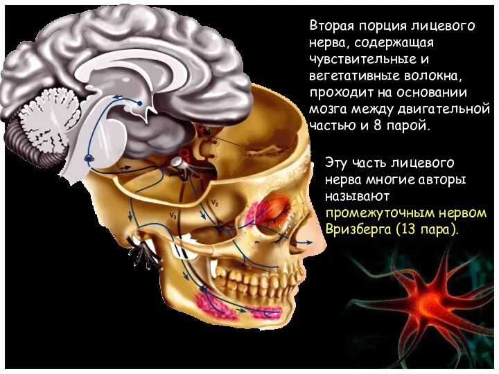 Эту часть лицевого нерва многие авторы называют промежуточным нервом Вризберга